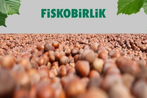 FİSKOBİRLİK Fındık Alımına Başlıyor